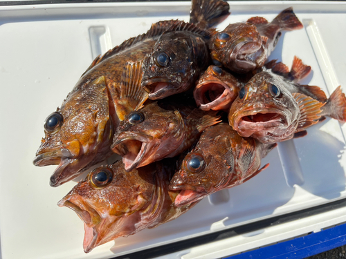 カサゴの釣果