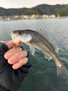 セイゴ（ヒラスズキ）の釣果