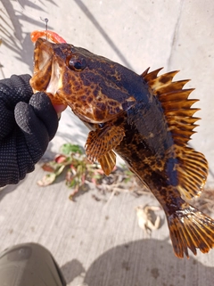 タケノコメバルの釣果