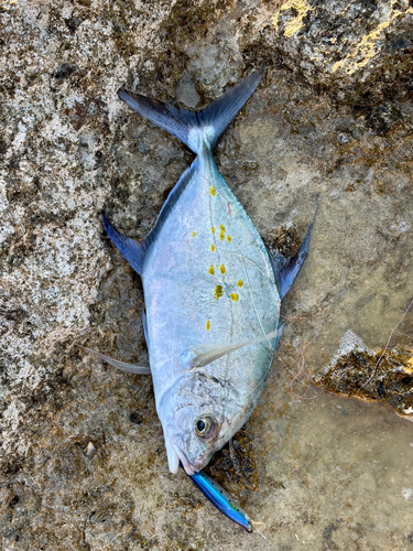 ナンヨウカイワリの釣果