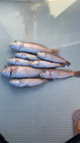 アマダイの釣果