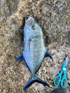 ナンヨウカイワリの釣果