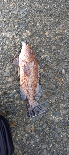 オオモンハタの釣果