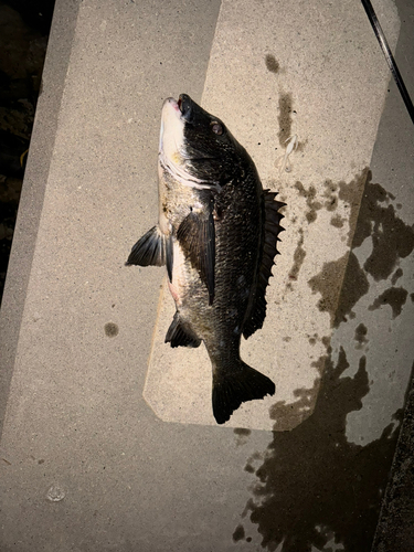 クロダイの釣果