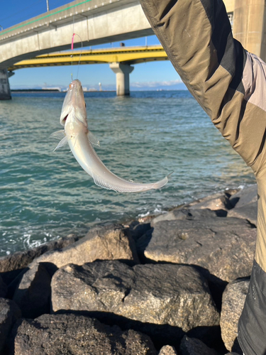 キスの釣果