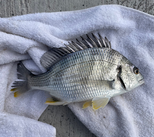 キビレの釣果