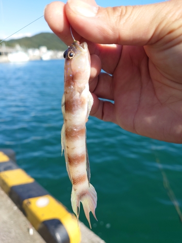 ハゼの釣果