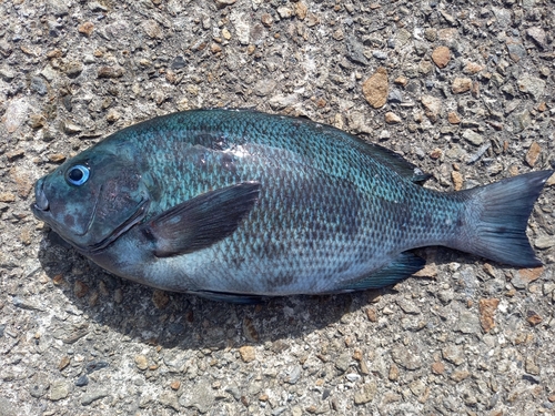 クチブトグレの釣果