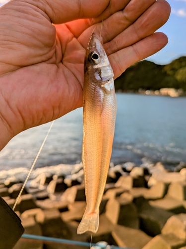 キスの釣果