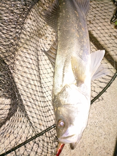 フッコ（マルスズキ）の釣果