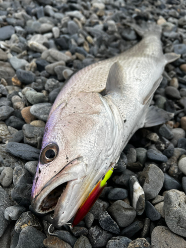 ニベの釣果