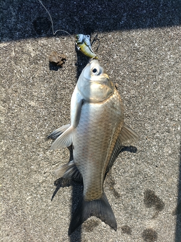 ヘラブナの釣果