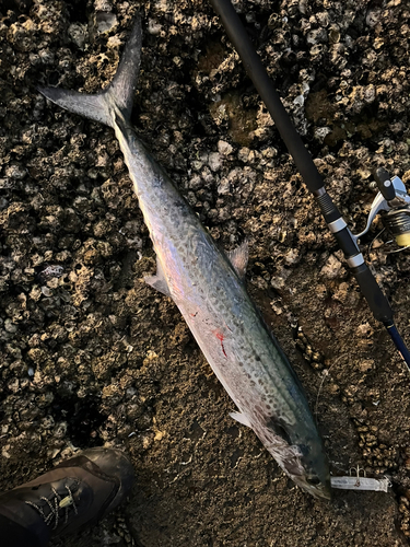 サゴシの釣果