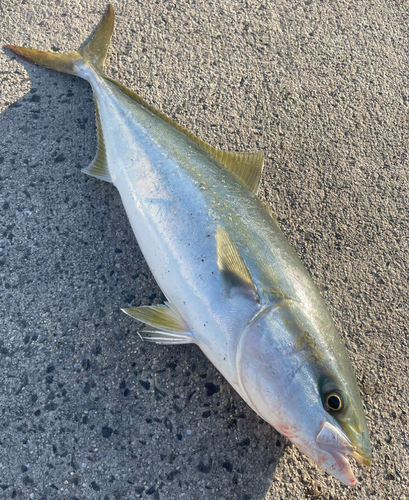 ブリの釣果