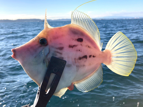 カワハギの釣果