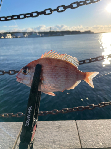 マダイの釣果