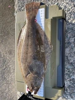 ヒラメの釣果