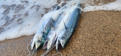 サゴシの釣果