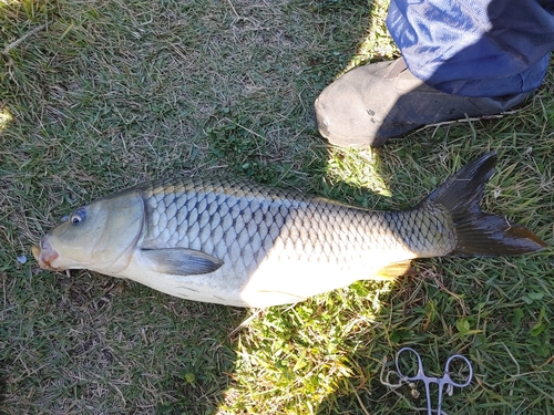 コイの釣果