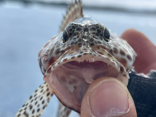 カンモンハタの釣果