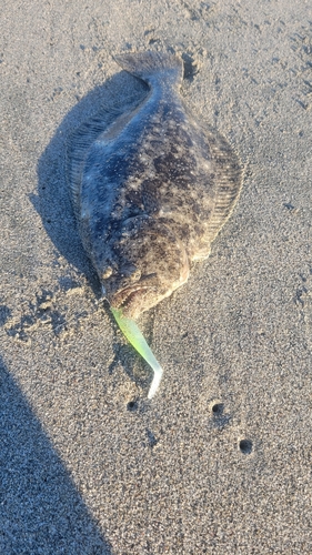 ヒラメの釣果