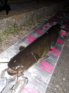 ナマズの釣果