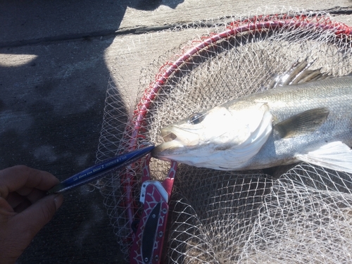 シーバスの釣果