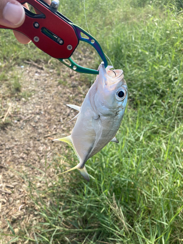 ダツの釣果