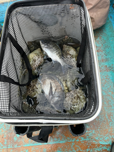 カワハギの釣果