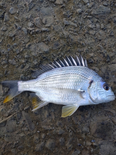 キビレの釣果