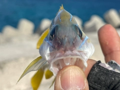 ヨスジフエダイの釣果