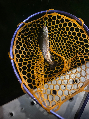 ニジマスの釣果