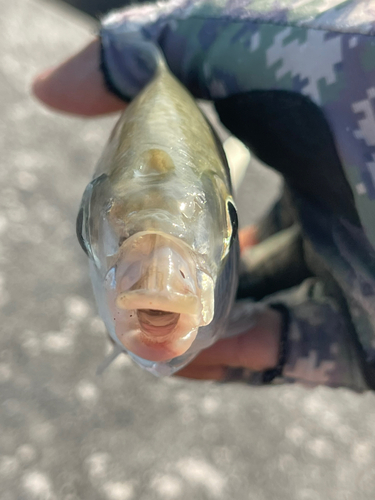 ツッパリサギの釣果