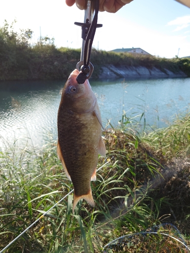 フナの釣果