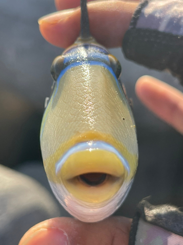 ムラサメモンガラの釣果