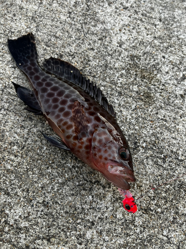 オオモンハタの釣果