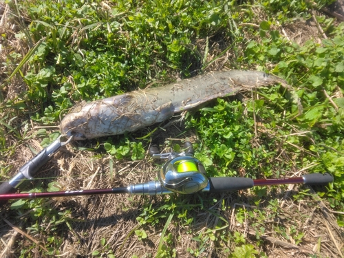 マナマズの釣果