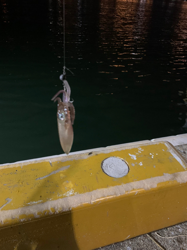 ヒイカの釣果