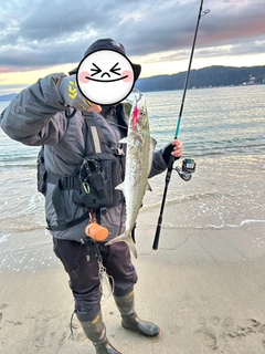 サゴシの釣果