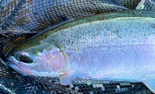 ニジマスの釣果