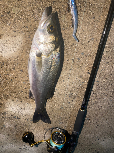 フッコ（マルスズキ）の釣果