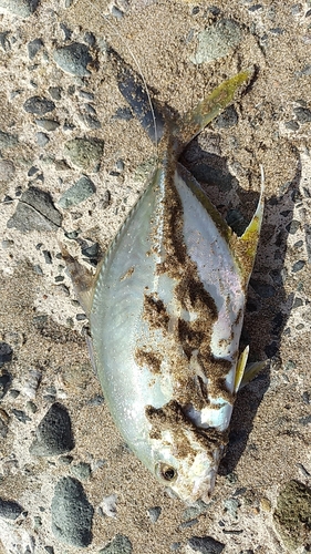 イトヒキアジの釣果