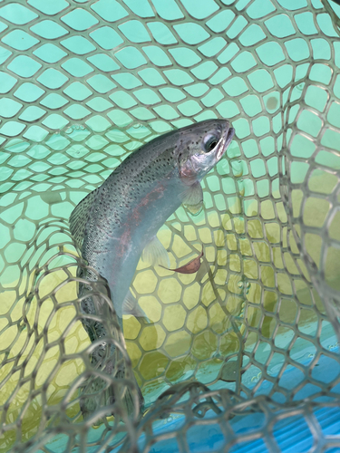 ニジマスの釣果