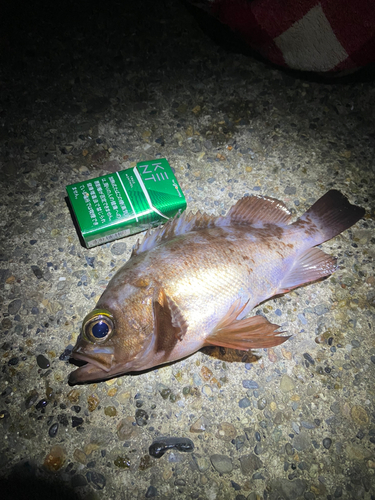 クロメバルの釣果