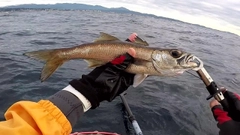 クロムツの釣果