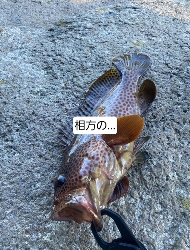 オオモンハタの釣果