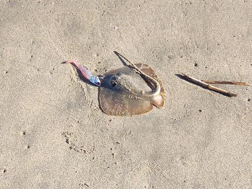 エイの釣果