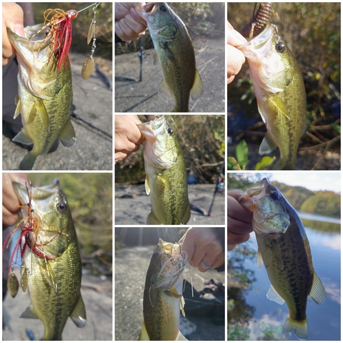 ブラックバスの釣果