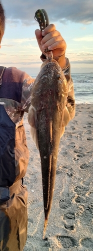 マゴチの釣果