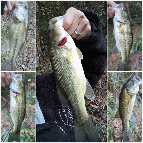 ブラックバスの釣果